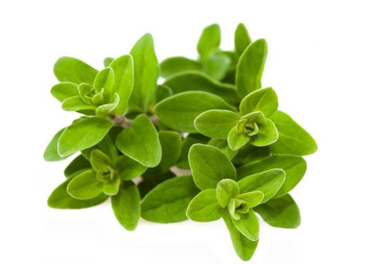 فوايدمرزنجوش