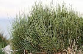 فوايد افدرا (ريش بز)