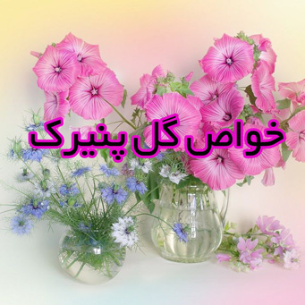 خواص گل پنیرک