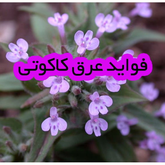 عرق کاکوتی